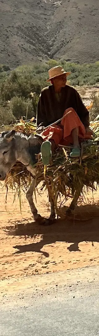 Vierbeiniges Transportmittel